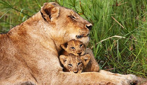 南非  克魯格國家公園  Kruger National Park