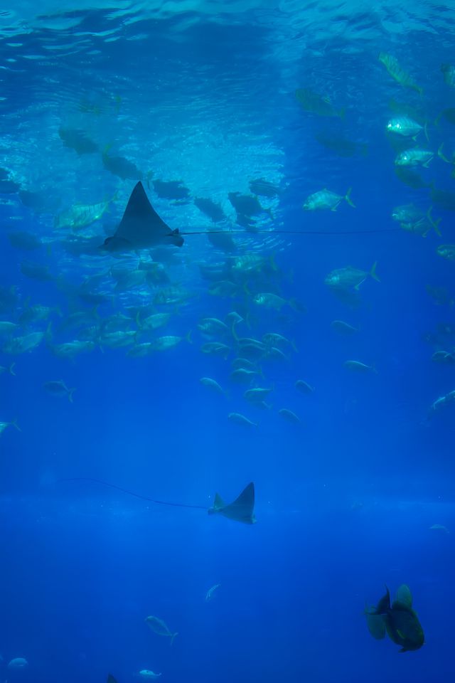 六一遛娃好去處，內附珠海長隆海洋王國攻略