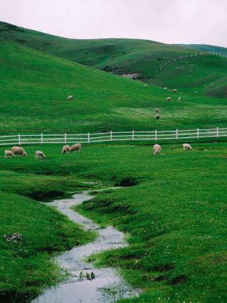 In Yunnan!! The dreamy alpine meadows!!!