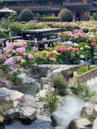 筱村公社繡球花 | 現實版愛麗絲夢幻花園