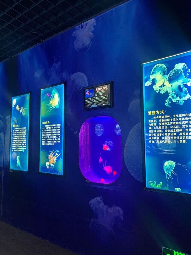 真的在東莞沒想到我也能擁有海洋館