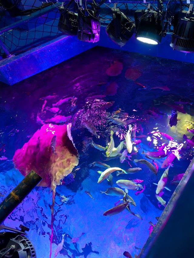 沈陽遛娃| SeaLife海洋探索中心