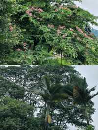 東莞｜植物園連雲都是愛心的形狀