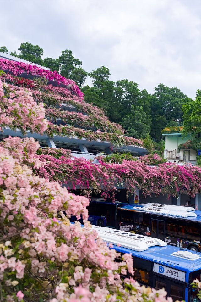 深圳仙湖植物園重啟盛景！超全打卡攻略來襲！