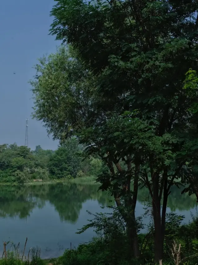 鄭州這個新開放的濕地公園簡直贏麻了。