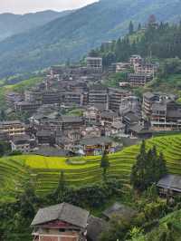 福建聯合梯田｜梯田賞金黃麥田。