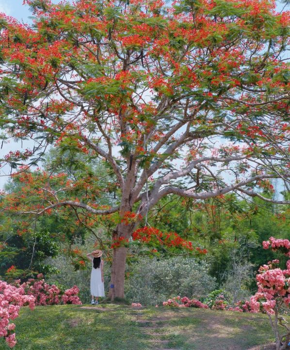 版納植物園現實版莫奈花園既視感。