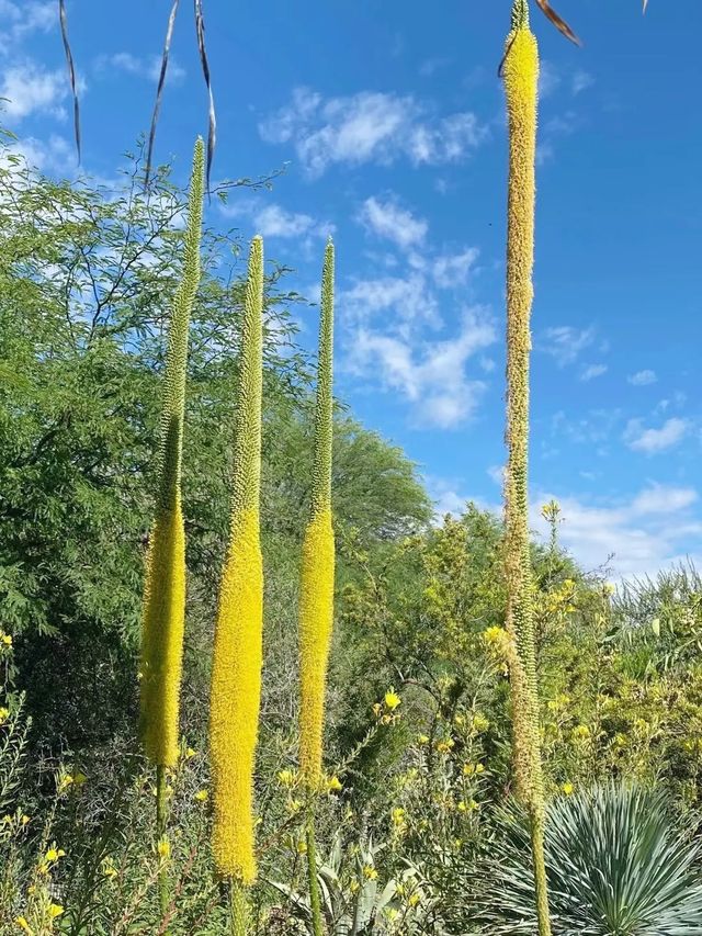 亞利桑那鳳凰城沙漠植物園展現大自然的鬼斧神工。