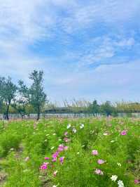 上海濱江森林公園花海谷｜拍照絕美地。