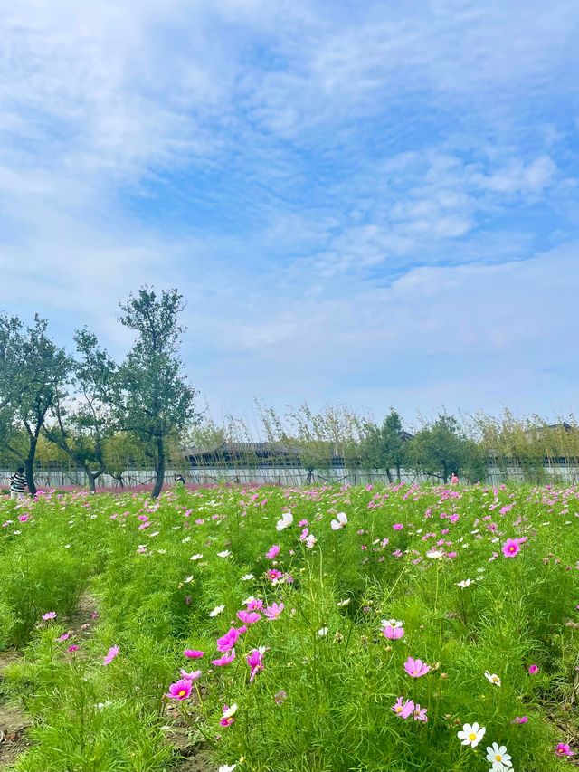 上海濱江森林公園花海谷｜拍照絕美地。