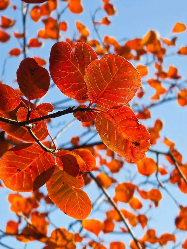 舞彩淺山紅葉燦爛 免費觀賞紅葉勝地。