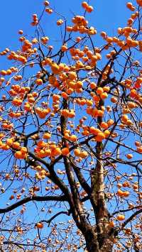 恭城紅岩村｜被滿屏的橘色柿子包圍啦。