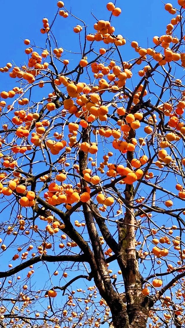 恭城紅岩村｜被滿屏的橘色柿子包圍啦。