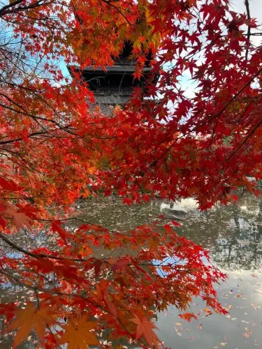 京都の東寺で素晴らしい紅葉を楽しみましょう！