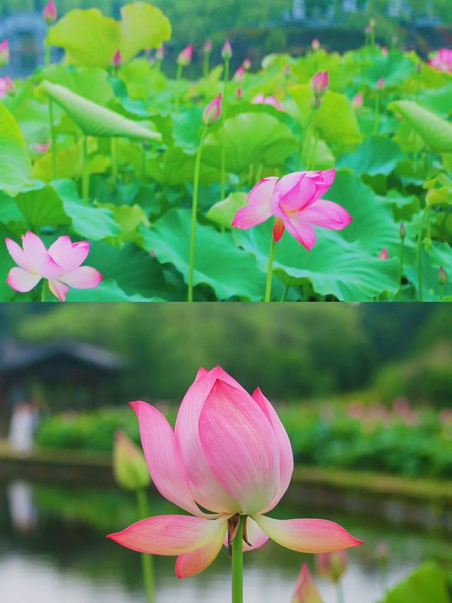荷花博覽園綻放盛夏之美，驚艷你的朋友圈。