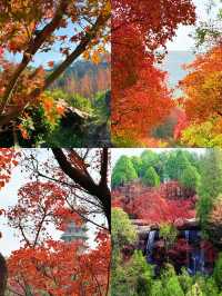 濟南紅葉谷｜為了一片葉，去赴一座山。