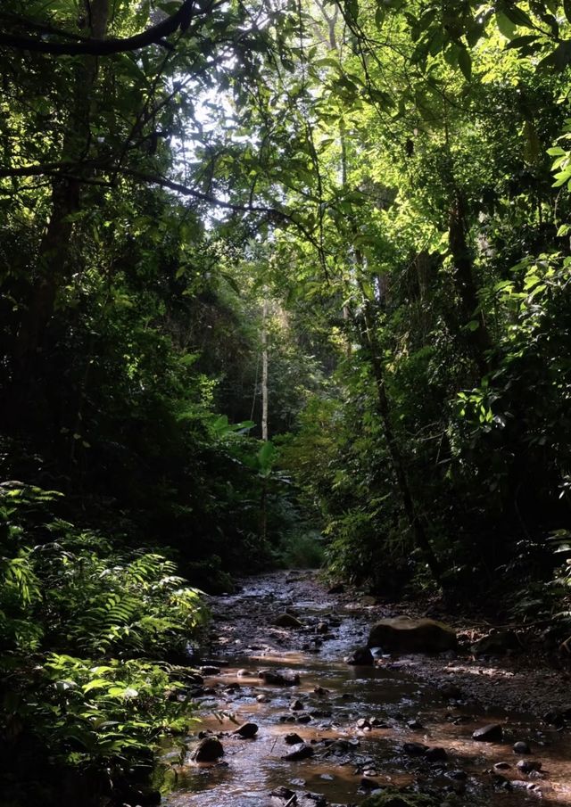 來一場西雙版納納基諾山雨林徒步吧。