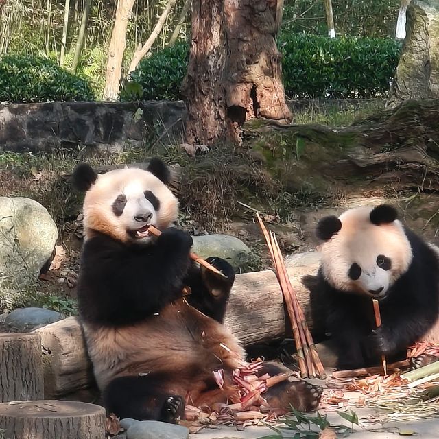 成都熊貓谷｜國寶家園的自然奇觀。