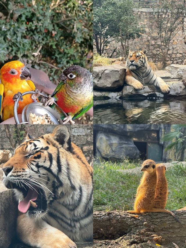 南京紅山森林動物園！動物的溫馨家園，治癒之旅。