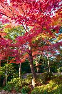 東京賞秋｜最後4天，這個精美的日式庭院不僅有紅葉
