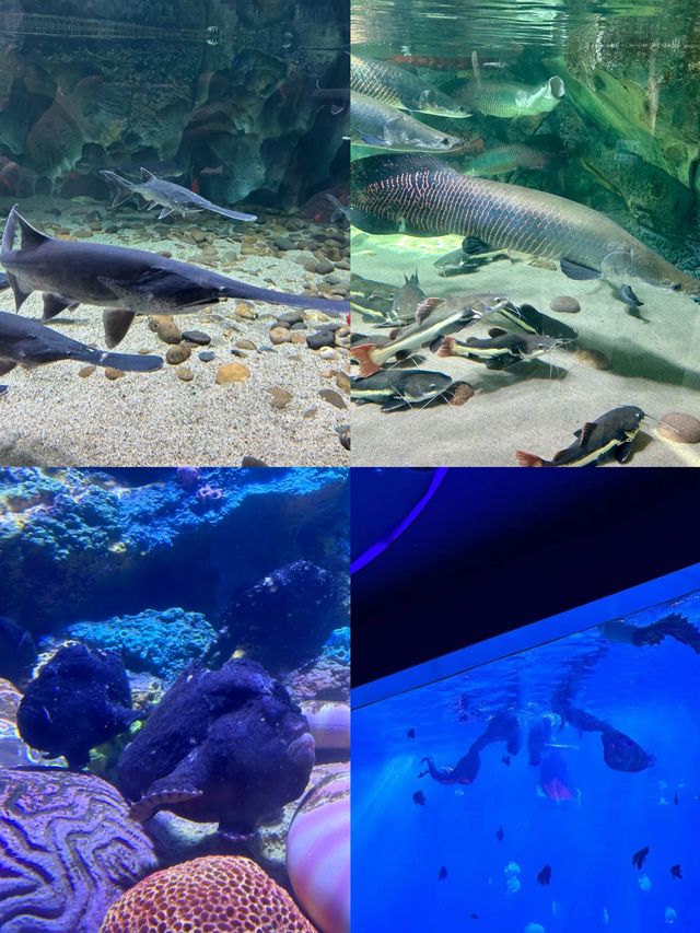 小梅沙海洋世界
