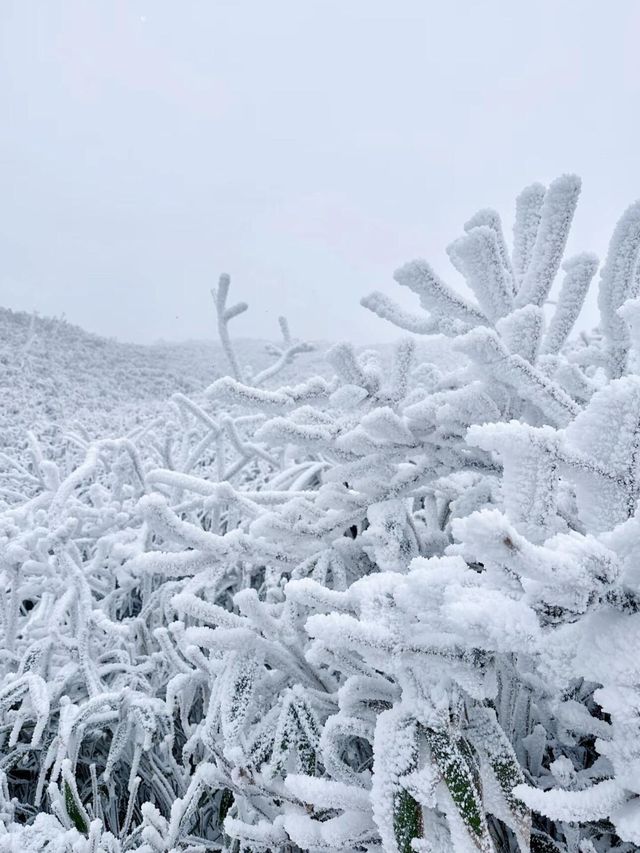 廣東周邊也能欣賞的雪景聖地