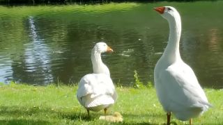 Netherlands Snapshots: Parks