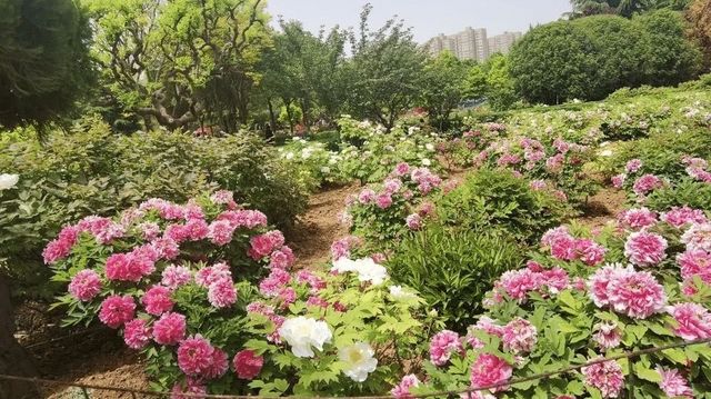 國家牡丹園遊玩攻略