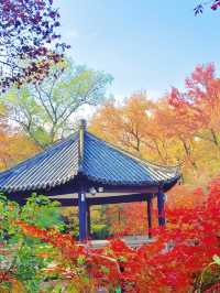 蘇州紅葉，秋日裡的詩情畫意