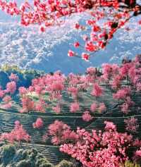 2. 《雲南無量山櫻花谷：開啟夢幻冬日的粉色花約》