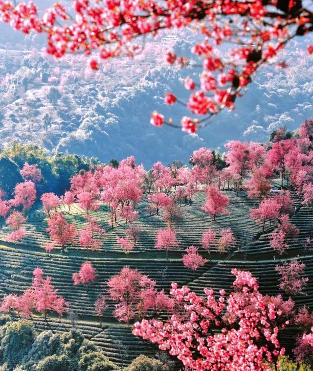 2. 《雲南無量山櫻花谷：開啟夢幻冬日的粉色花約》