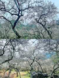 這裡的櫻花真的太美了