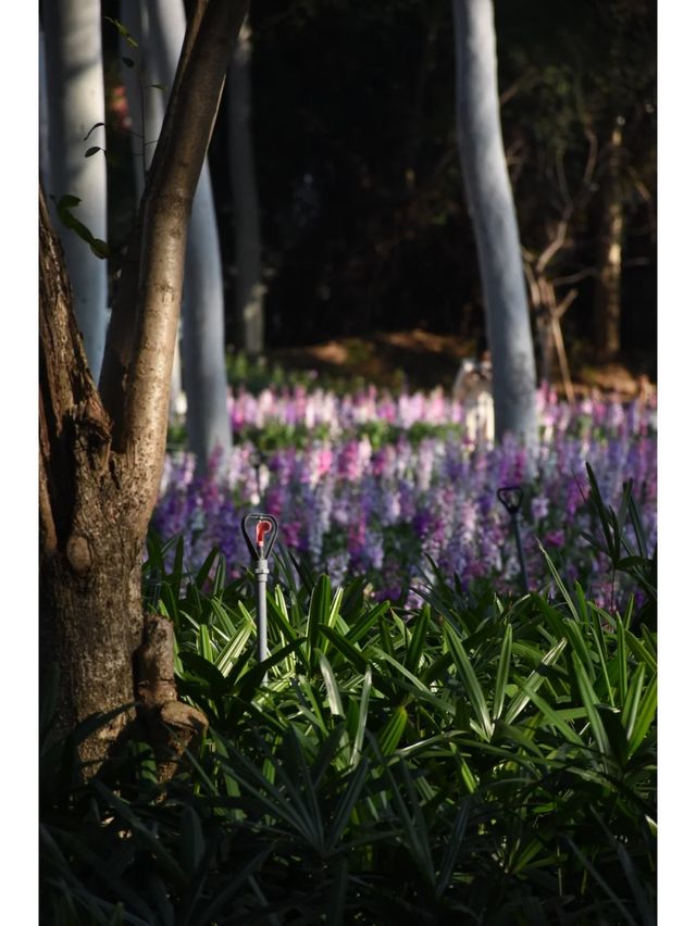 記憶中的忠綸公園花海，真的從來就沒輸過！