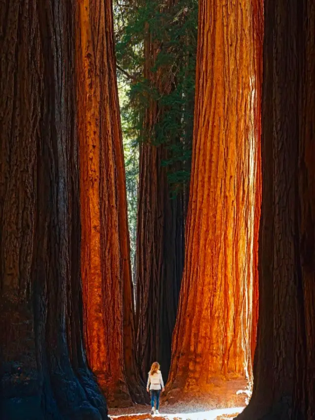 Giant Forest