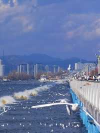 冬日暖陽下，海埂大壩旁的夢幻定格