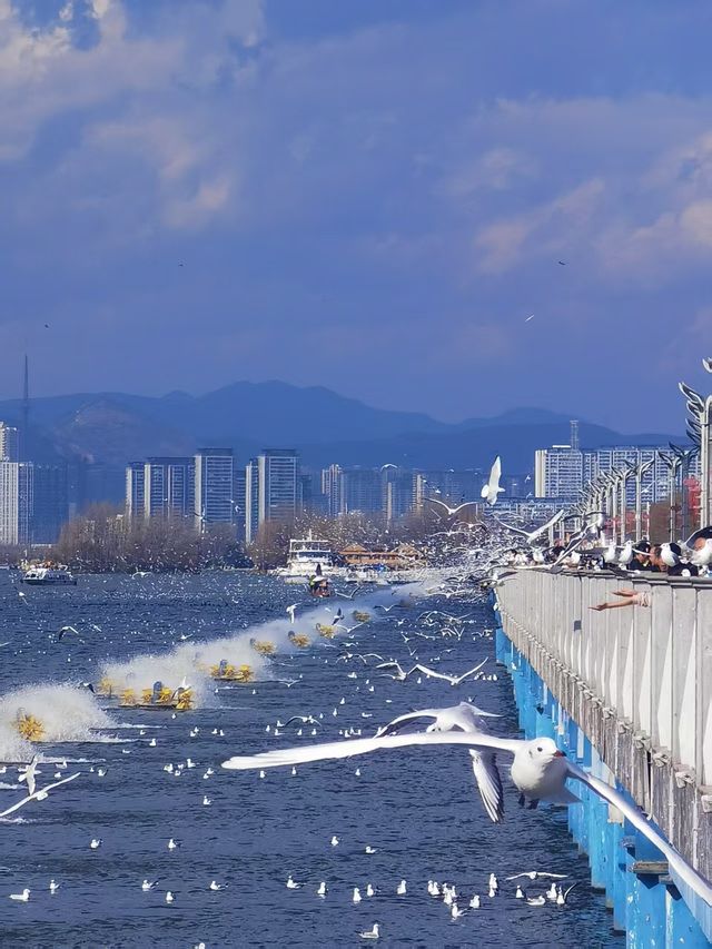 冬日暖陽下，海埂大壩旁的夢幻定格
