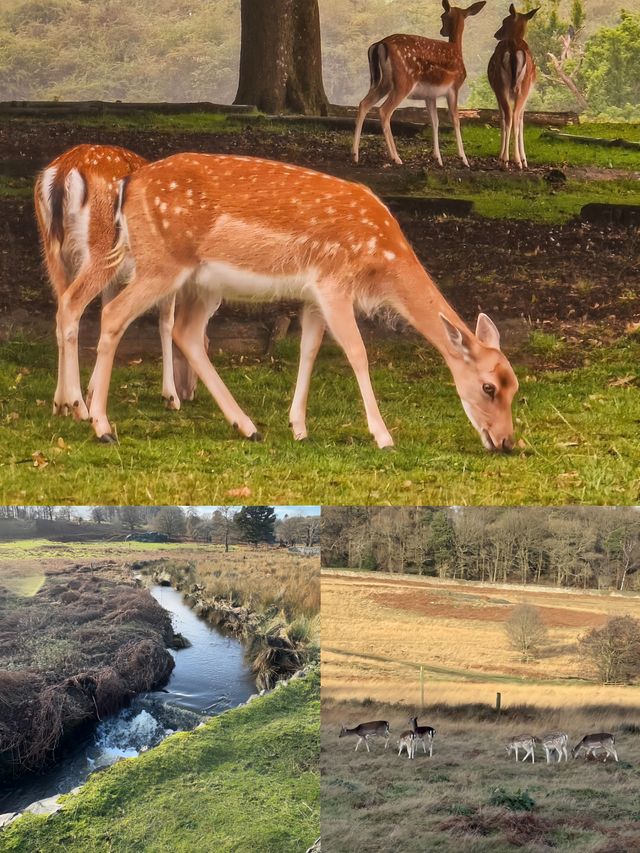 闖進童話！拉夫堡Bradgate Park小鹿公園