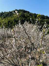 廣州從化雞枕山·白梅花海