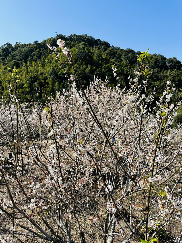 廣州從化雞枕山·白梅花海