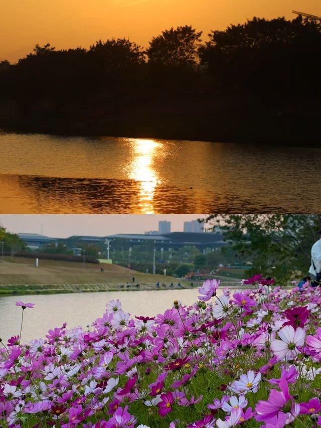 不是新疆!是深圳!大片格桑花花海好靚