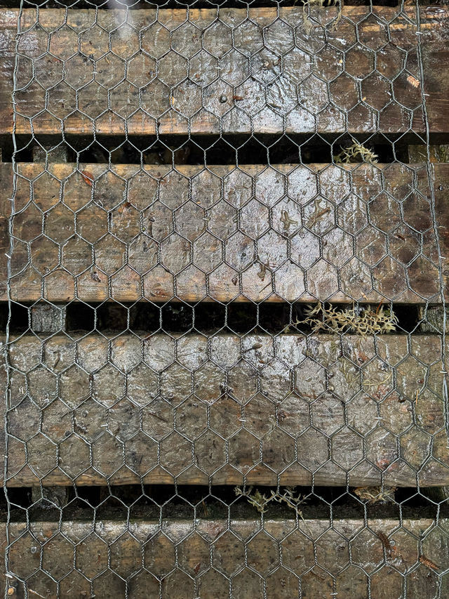 大自然的雨後韻味：徒步馬松森湖