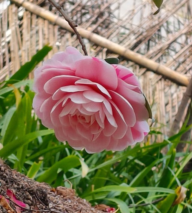 上海植物園梅花開了