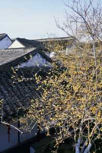 終究是沒錯過,燕園臘梅花開。