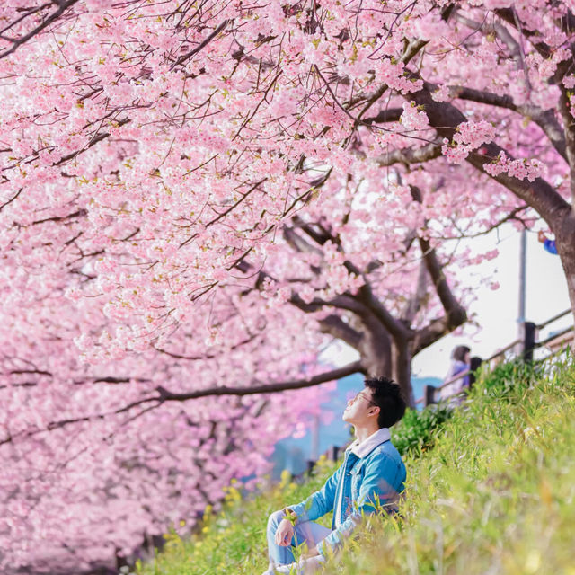 再過一個月🌸東京這5️⃣個地方將櫻花滿開！！