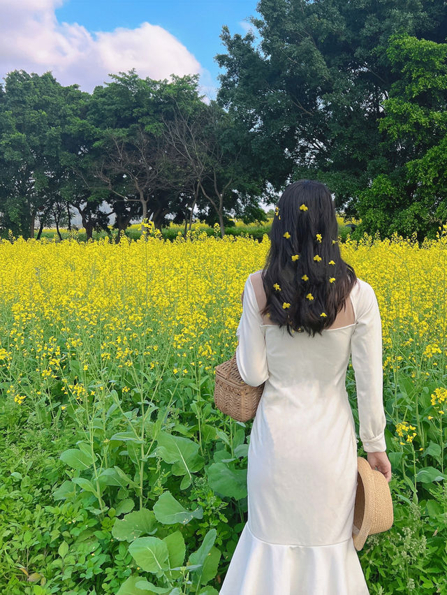 光明歡樂田園 ᵕ̈ 闖進春日的油菜花田