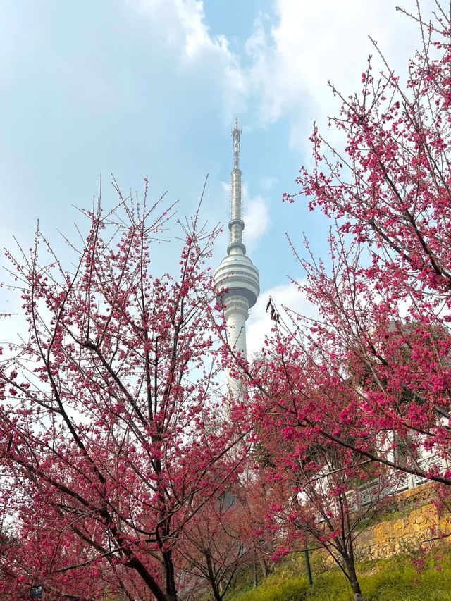 龜山公園的櫻花