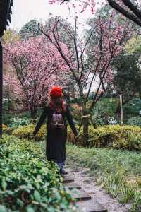 成都｜呢個公園免費賞梅！地鐵直達！