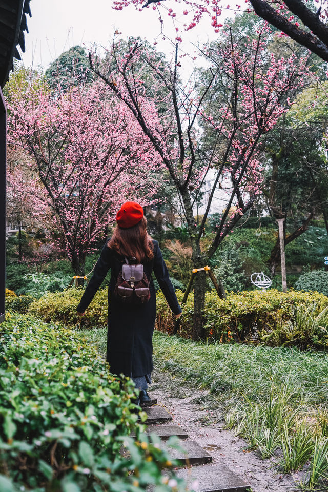 成都｜呢個公園免費賞梅！地鐵直達！