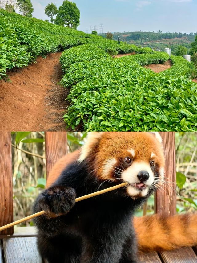雲南普洱，四季皆宜嘅旅行地。