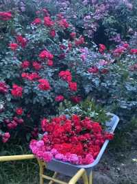 以玫瑰花園為主題的農場～潛江西西花園農場